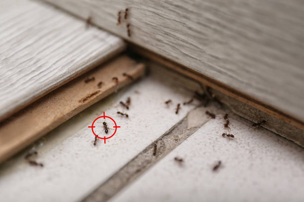 Best Pest Control for Homes  in North Amityville, NY